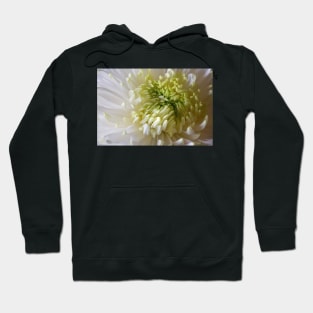 Classic Chrysanthemum Hoodie